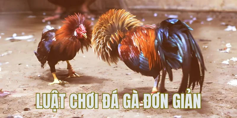 Luật đá gà QQ88 - Yếu tố quyết định giúp bạn chiến thắng 1 luật đá gà